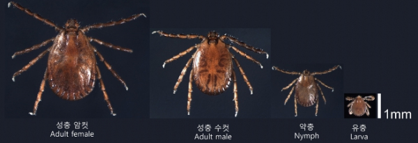 발생단계별 참진드기 모습