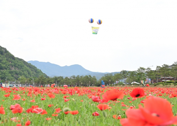 청송군, 주왕산관광단지에 꽃양귀비 개화 시작
