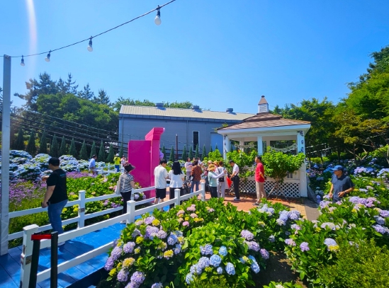 울산 남구, ‘2024 장생포 수국 페스티벌’관람객 40만 눈앞 ...‘핫 플레이스’로 급부상