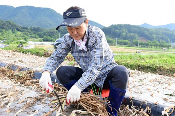 고령군 간부 공무원 농촌 일손돕기에 나서