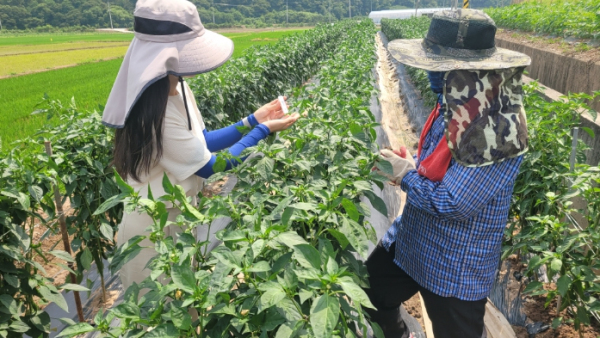 의성군제공 고추 바이러스 진단 서비스