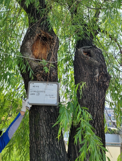 가로수 안전진단을 하는 모습