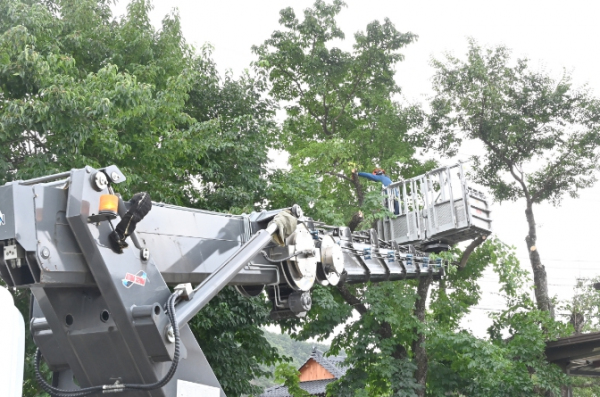 청송군, 생활권 재해 위험목 정비 나서