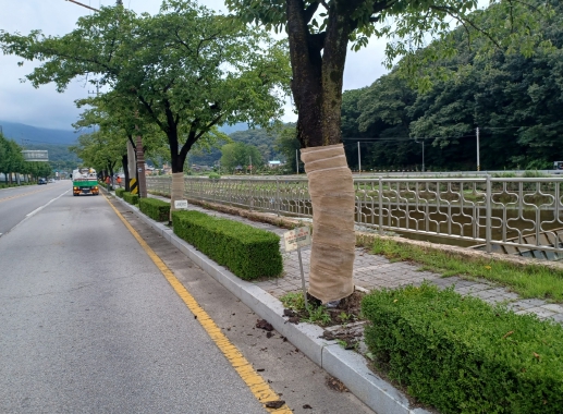 김천시, 벚나무 병해충 방제와의 전쟁